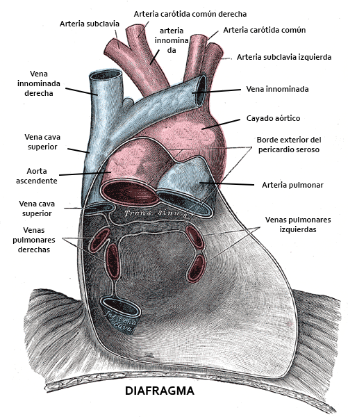 establishment of a murine model of malignant mesothelioma