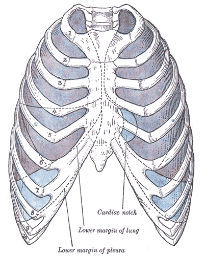 Pleura